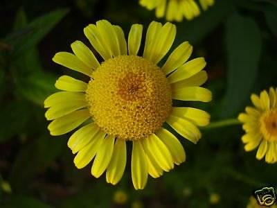 Erigeron Karvinskianus un soins : un cultivation Marguerite Mexicain